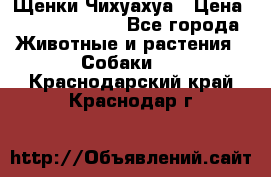 Щенки Чихуахуа › Цена ­ 12000-15000 - Все города Животные и растения » Собаки   . Краснодарский край,Краснодар г.